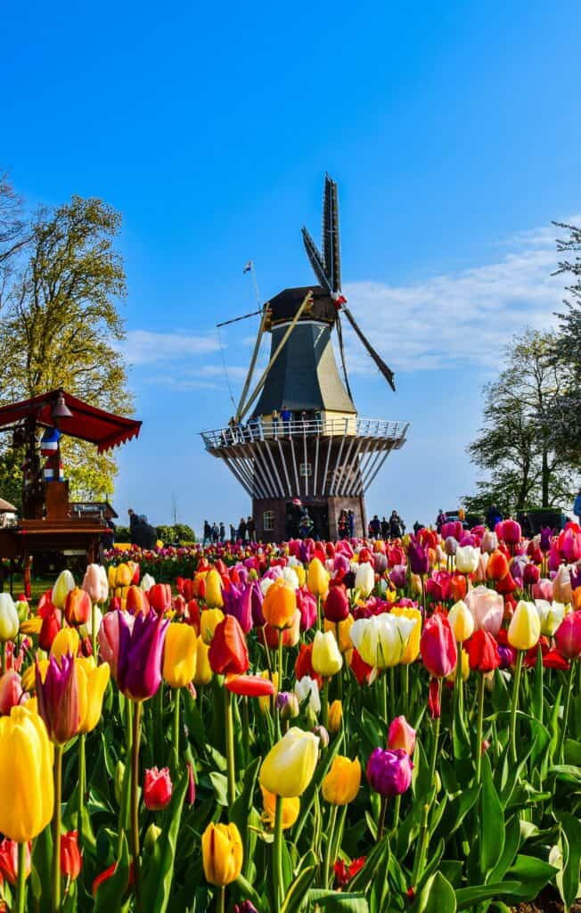 Tech Companies in the Netherlands